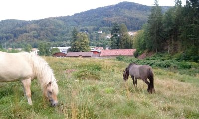 Centre équestre de la Vallée de la Bruche