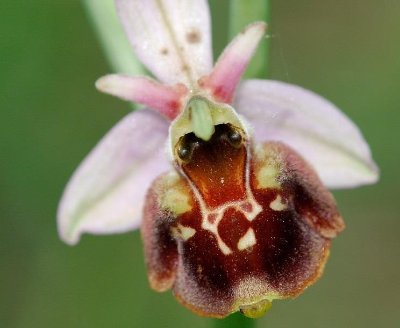 Colline du Bollenberg - Géologie et climat