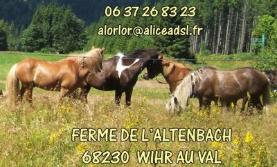 Ferme de l'Altenbach - Balades à cheval