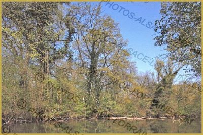 Parc forestier du Rhinwald