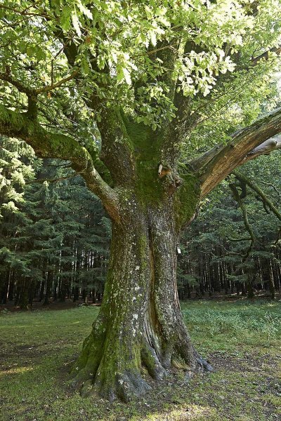 Le Chêne de Salm