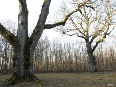 Chênes napoléoniens