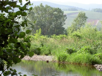 Le biotope de la Thur
