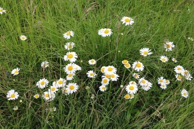 Jardin des 4 saisons