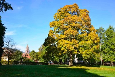Parc Albert Schweitzer