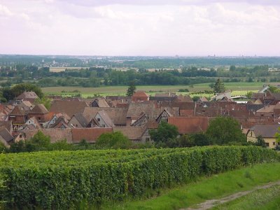 Sentier viticole de Bergheim