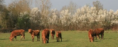 Réserve naturelle régionale du Bocage des Antonins