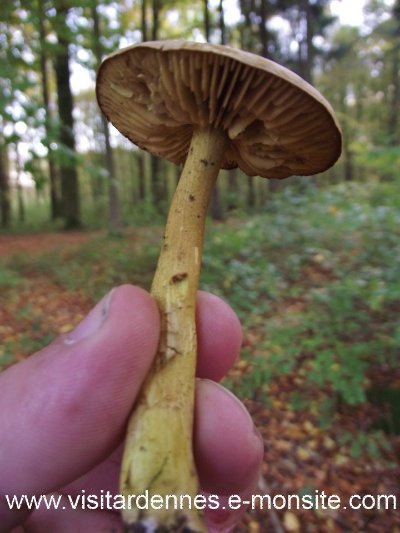 SIGNY L'ABBAYE, Village Fleuri "2 Fleurs"