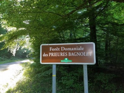 Promenade dans la forêt de Bagnolet