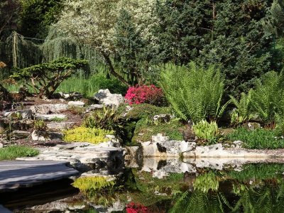 Jardins aquatiques ACORUS