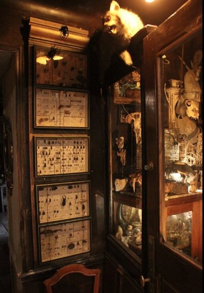 Cabinet de curiosités/musée des Z'Uns Possible