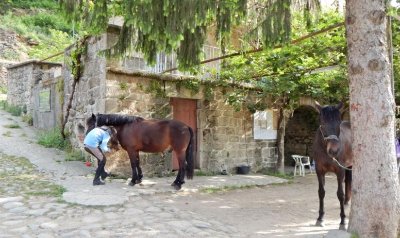 Ferme équestre "Le Foussac"