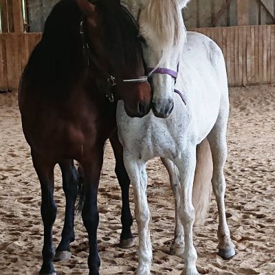 Centre Equestre des Lacs de Haute Charente