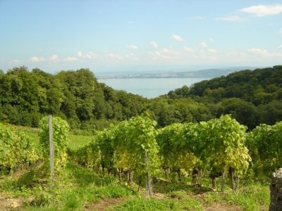 Circuit Le sentier des Vignes