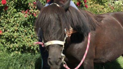 Les écuries Le Peyron