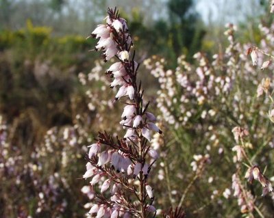 Station Botanique d'Erica Mediterranea