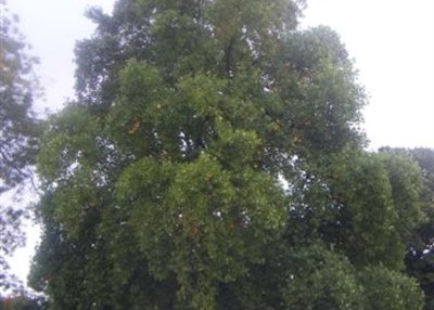 Le Tulipier de Virginie de Reims