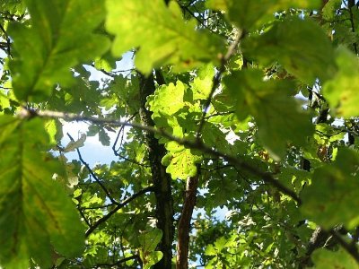 Le Chêne creux de Sainte-Ménehould