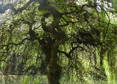 Le Fau de Verzy du Jardin d'Horticulture de Reims