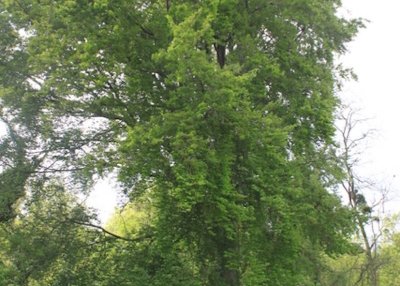 Balade à Hermonville