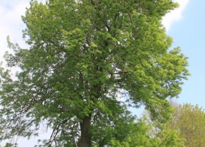 Le Frêne commun d'Hermonville