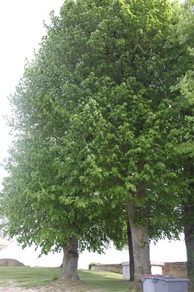 Les Tilleuls de Hollande d'Hermonville