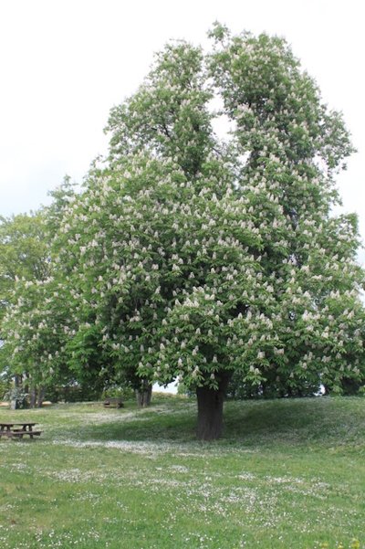 Le Marronnier d'Hermonville