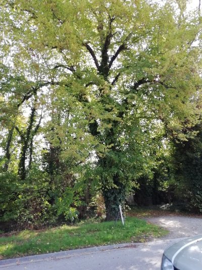 Les Tilleuls de Moncetz-Longevas