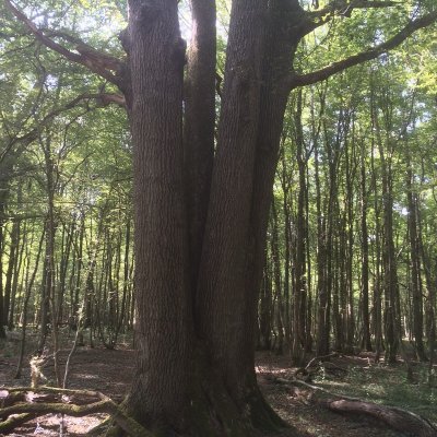 Le Chêne de Fleury la Rivière