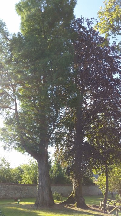 Les Arbres Remarquables de Fismes