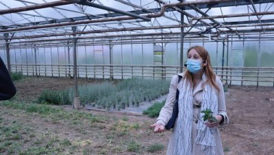 Léguromat, production d'herbes aromatiques