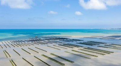 Parc à moules de bouchot, Société Nouvelle Mytilus