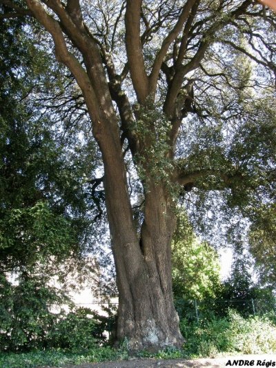 Chêne vert - Parc des Promenades