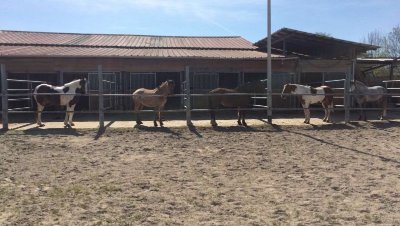 Ecuries du Litzelfeld