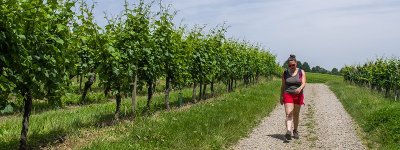 Vignoble de Berrwiller