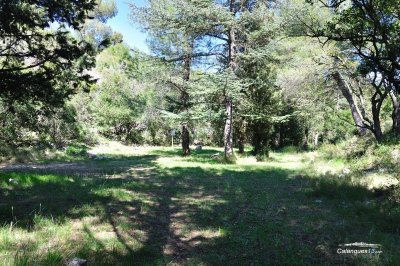 Forêt domaniale des Calanques