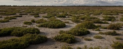 Réserve naturelle volontaire Tour du Valat
