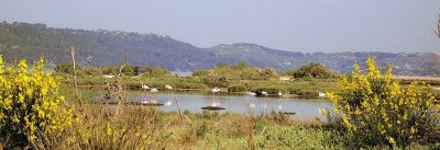 Marais de la Petite Camargue et des Palous