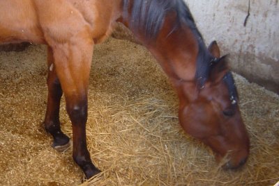 Club Hippique Marseille - Allauch