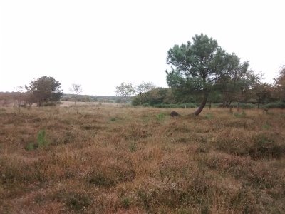 Réserve Naturelle Nationale de la Tourbière de Mathon