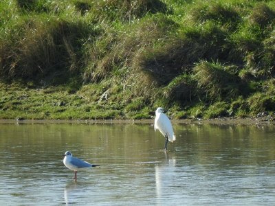 Réserve de Chasse Maritime du Havre de Geffosses