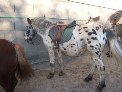 Les Ecuries du Paradis