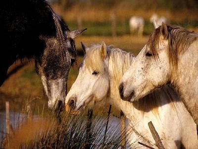 Le Sambuc : Le cheval, la Camargue et le riz