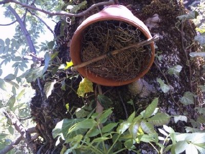 Jardin d'insectes dit du perce-oreille