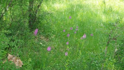 Orchidées des coteaux de l'Albret