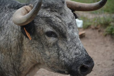 La ganaderia du Vert Galant