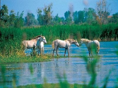 Arles : A la découverte de l'Etang de Vaccarès