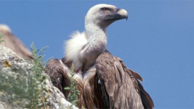 Ligue pour la protection des oiseaux