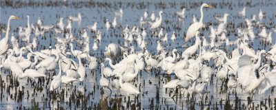 Réserve nationale de Camargue