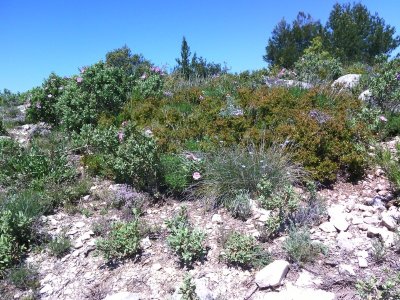 Le sentier du Limbert